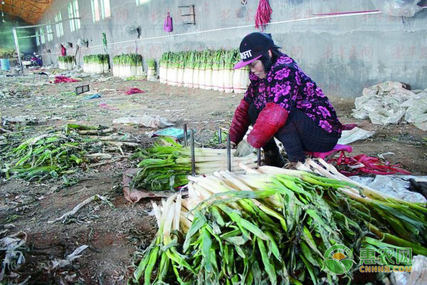 大蔥蔥白短、細(xì)、空怎么辦？這七大預(yù)防措施要注意！